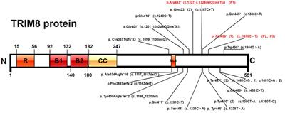 Variants loci and phenotype correlation of TRIM8-related neuro-renal syndrome: three cases reports and literature review